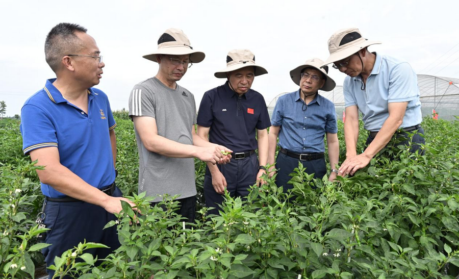 中国工程院院士邹学校一行考察海利兴蔬种业基地